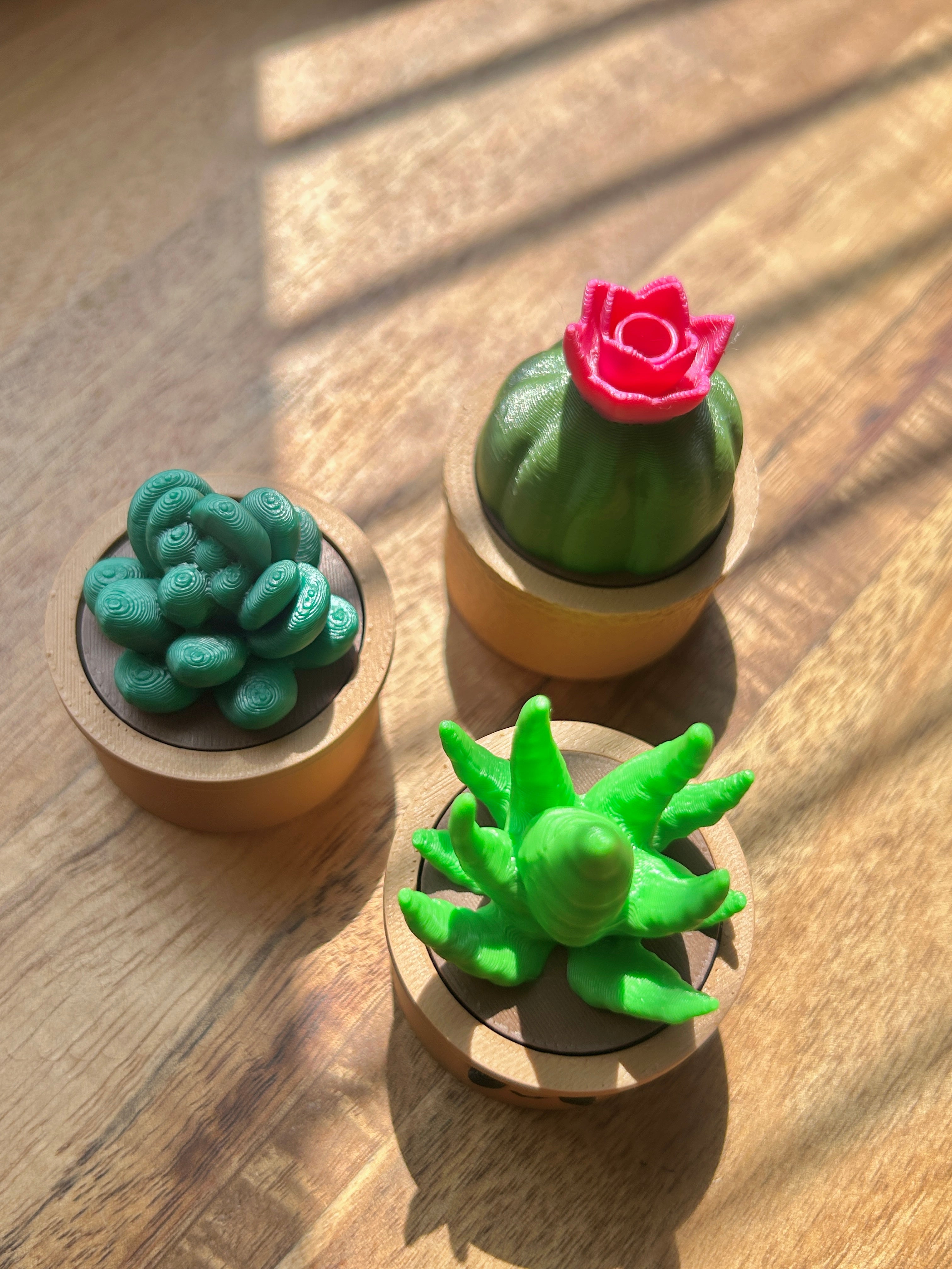 Three small Succulent Fidget Clickers on a wooden surface.